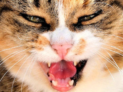 Gatto aggressivo: cosa fare? Ci sono dei rimedi?