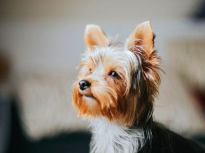 Insufficienza renale del cane: che alimentazione seguire?