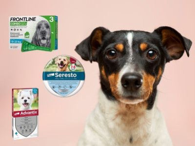 I migliori antipulci e antiparassitari per cani