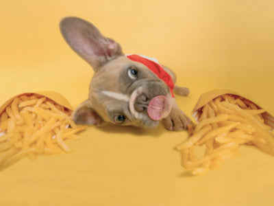 Cibi vietati ai cani: cosa non dare da mangiare