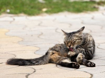 Antipulci per gatto: come scegliere il giusto antiparassitario