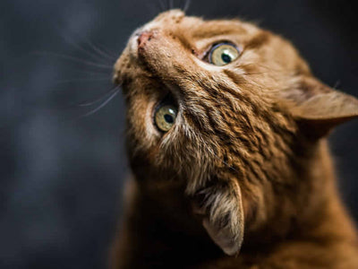 Quando portare il gatto dal veterinario?