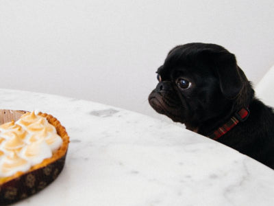 Curare la dermatite dei cani con l'alimentazione