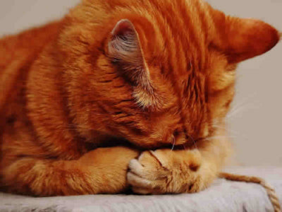 Malattie del gatto anziano