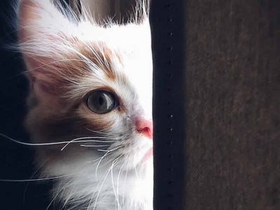 Malattie dei gatti: sintomi