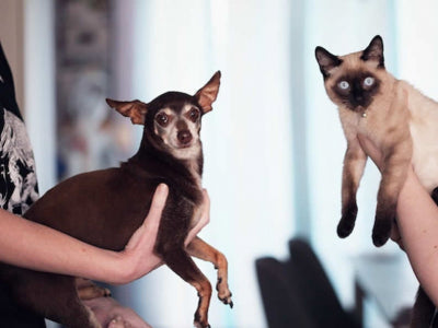 Come eliminare le pulci da cani e gatti?