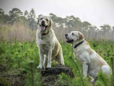 Malattie della pelle dei cani: quali sono?