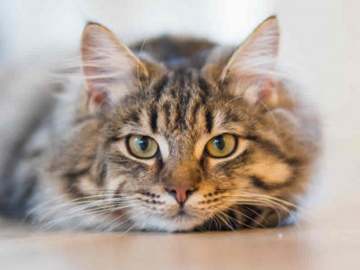 Quante volte deve mangiare un gatto?