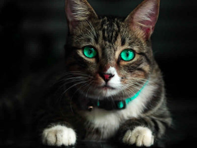 Cosa mangiano i gatti?