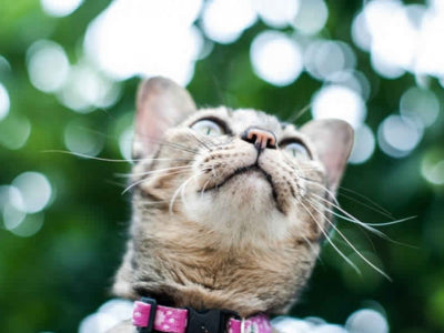 Pulci del gatto. Sintomi e rimedi