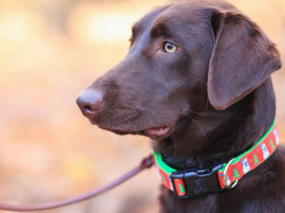 Le pulci del cane: come riconoscerle