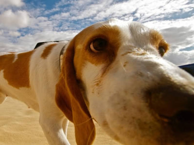 Gli ectoparassiti nei cani e nei gatti: cosa fare con pulci e zecche