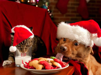 I rischi di Natale e Capodanno per i nostri amici a 4 zampe