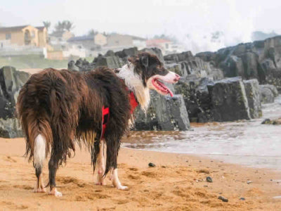 Il benessere di cani e gatti in estate