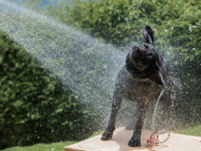 Shampoo per cani: quando usarlo? Come sceglierlo?