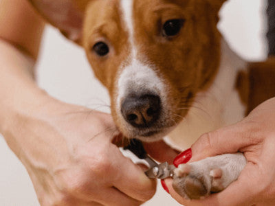 Tagliare le unghie al cane. Consigli pratici
