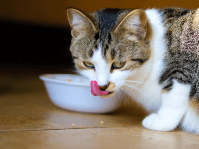 Gatto vomita crocchette intere. Perché? Cosa fare?