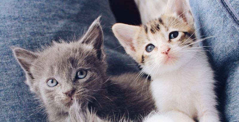 Gatto in casa, è possibile tenere un micio esclusivamente in appartamento?