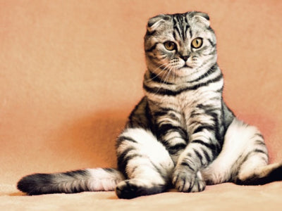 Cosa deve mangiare un gatto sterilizzato per non ingrassare?