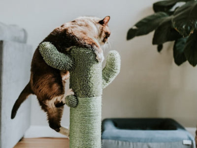 Giochi per gattini e per gatti