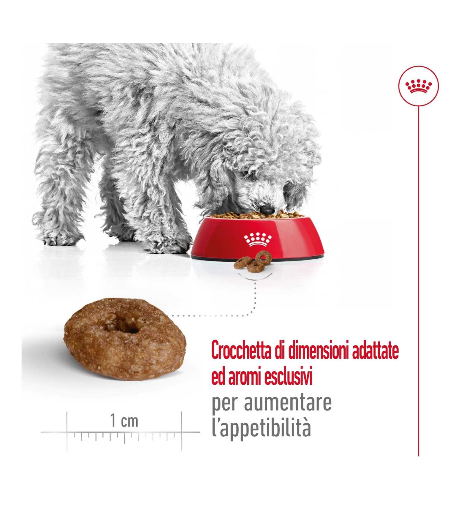 ROYAL CANIN CANE ADULT MINI AGEING 12+