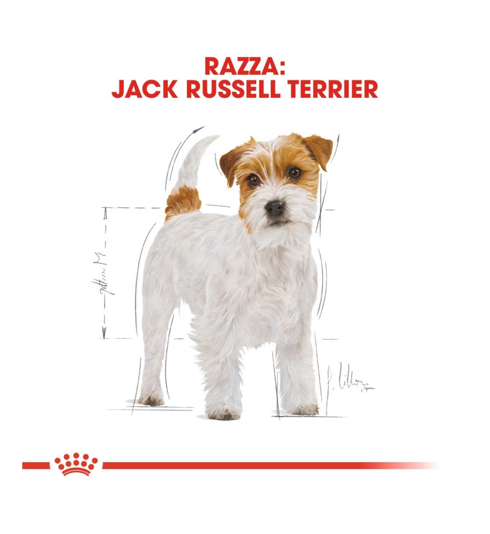 ROYAL CANIN CANE BREED JACK RUSSEL ADULT