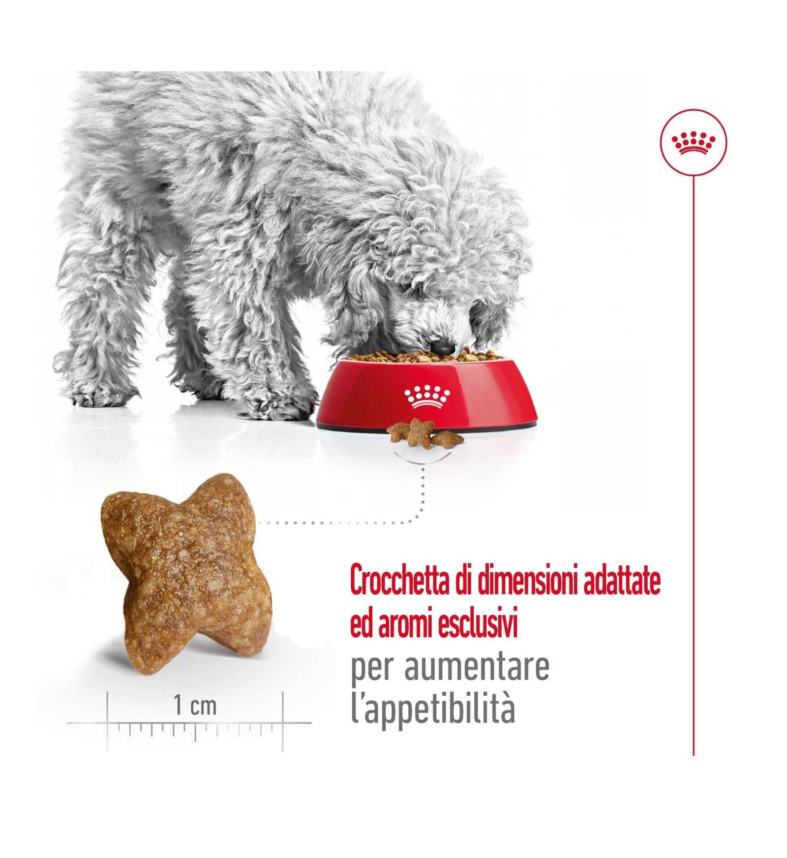 ROYAL CANIN CANE ADULT MINI