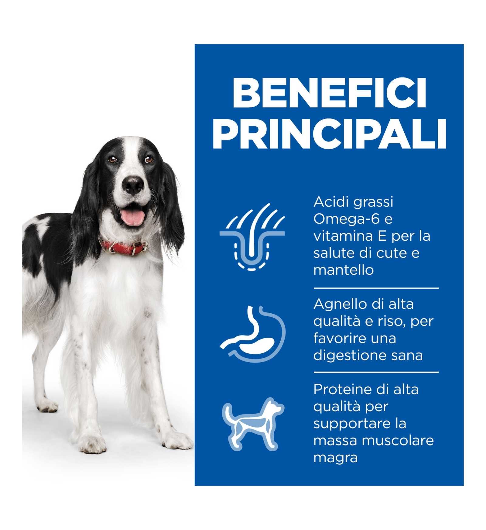 HILL'S SCIENCE PLAN CANE ADULT MEDIUM AGNELLO E RISO