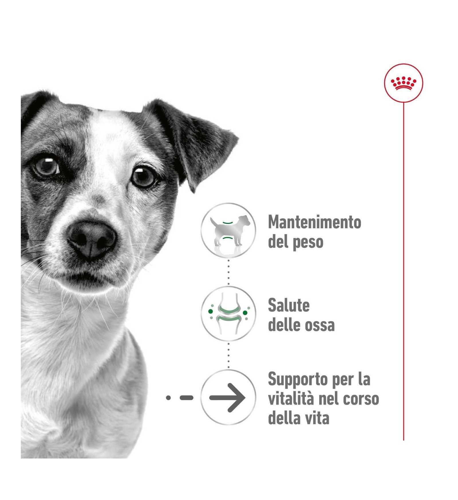 ROYAL CANIN CANE ADULT MINI AGEING 12+
