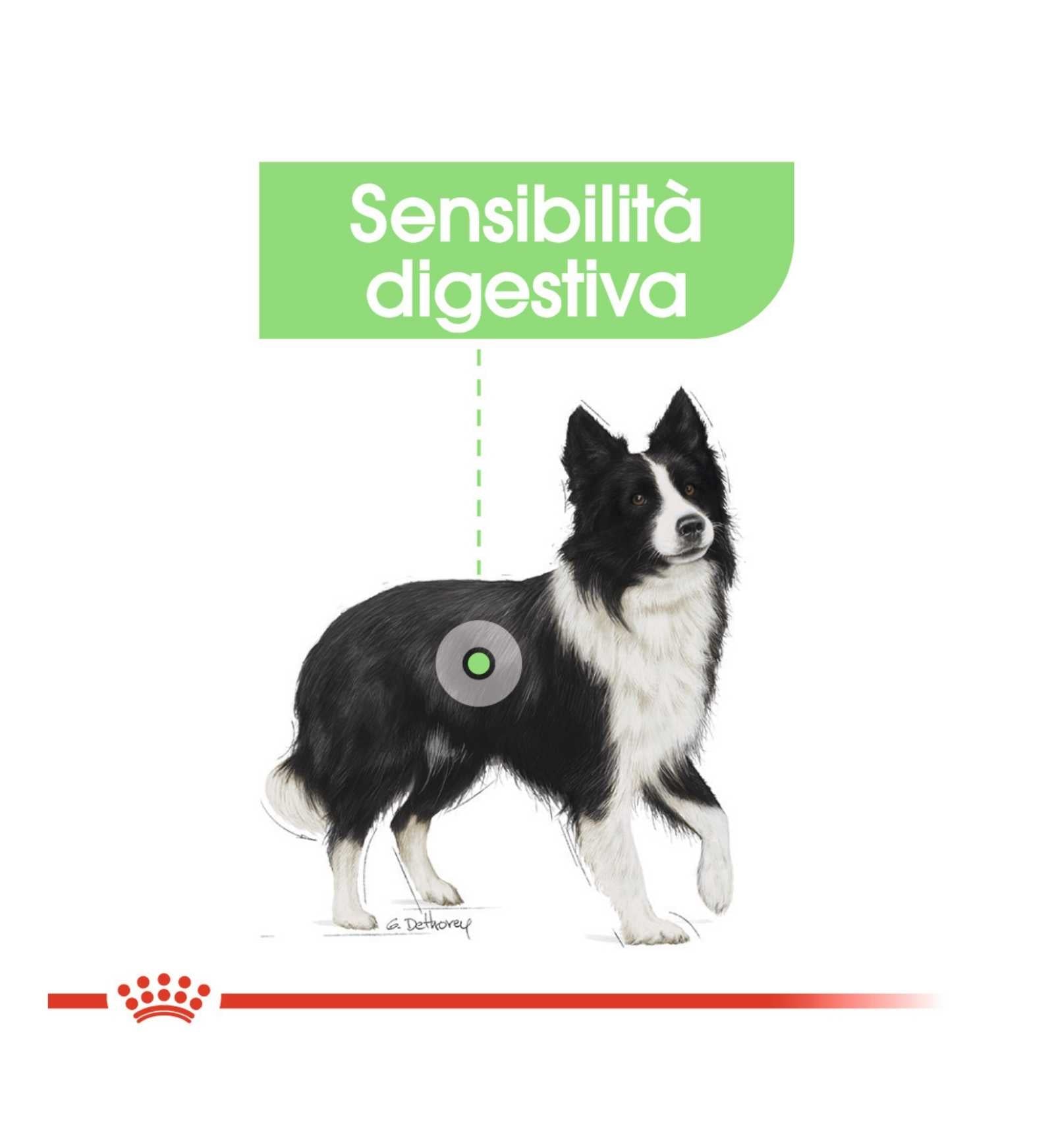 ROYAL CANIN CANE ADULT MEDIUM DIGESTIVE CARE