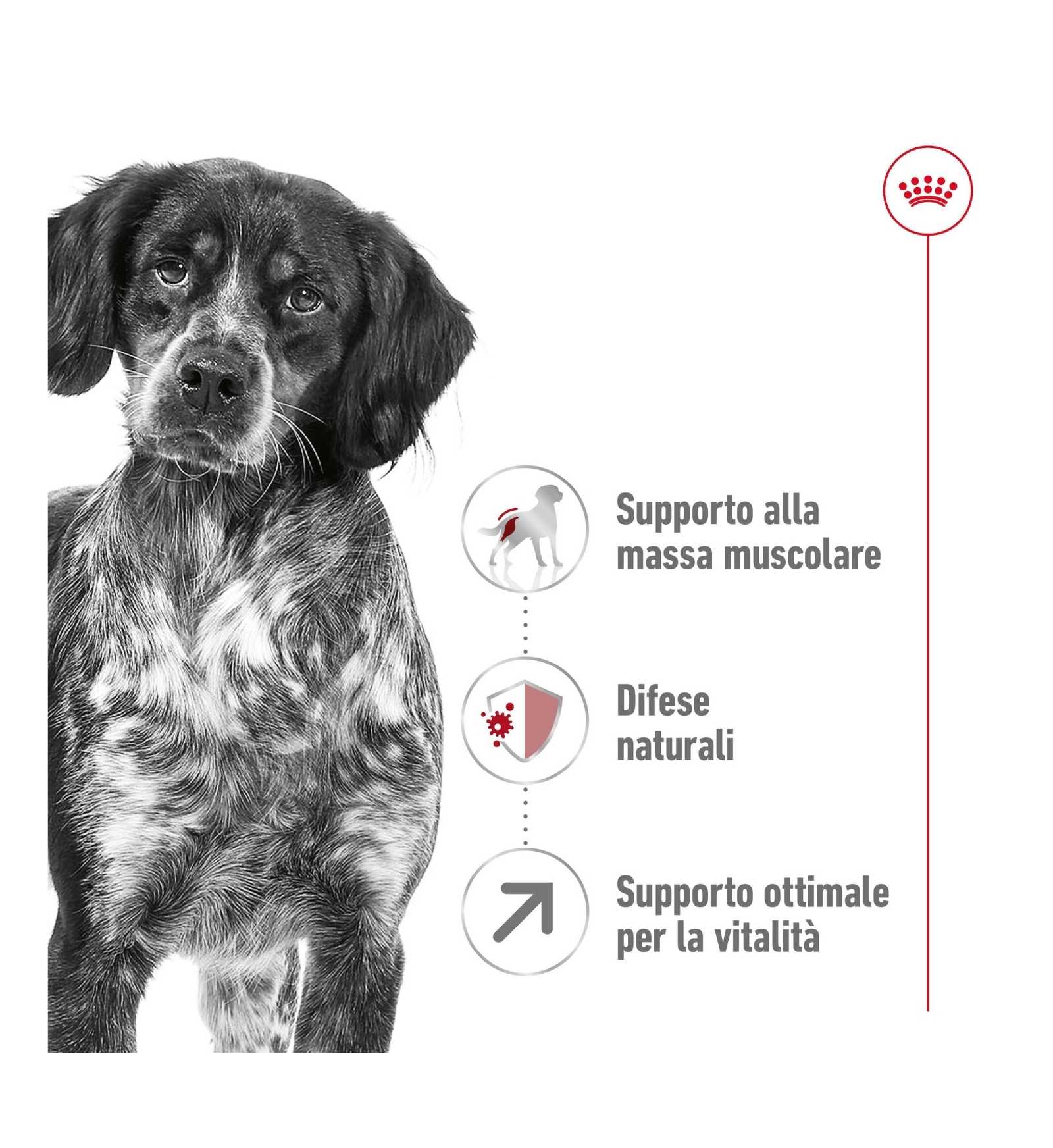 ROYAL CANIN CANE ADULT MEDIUM 7+