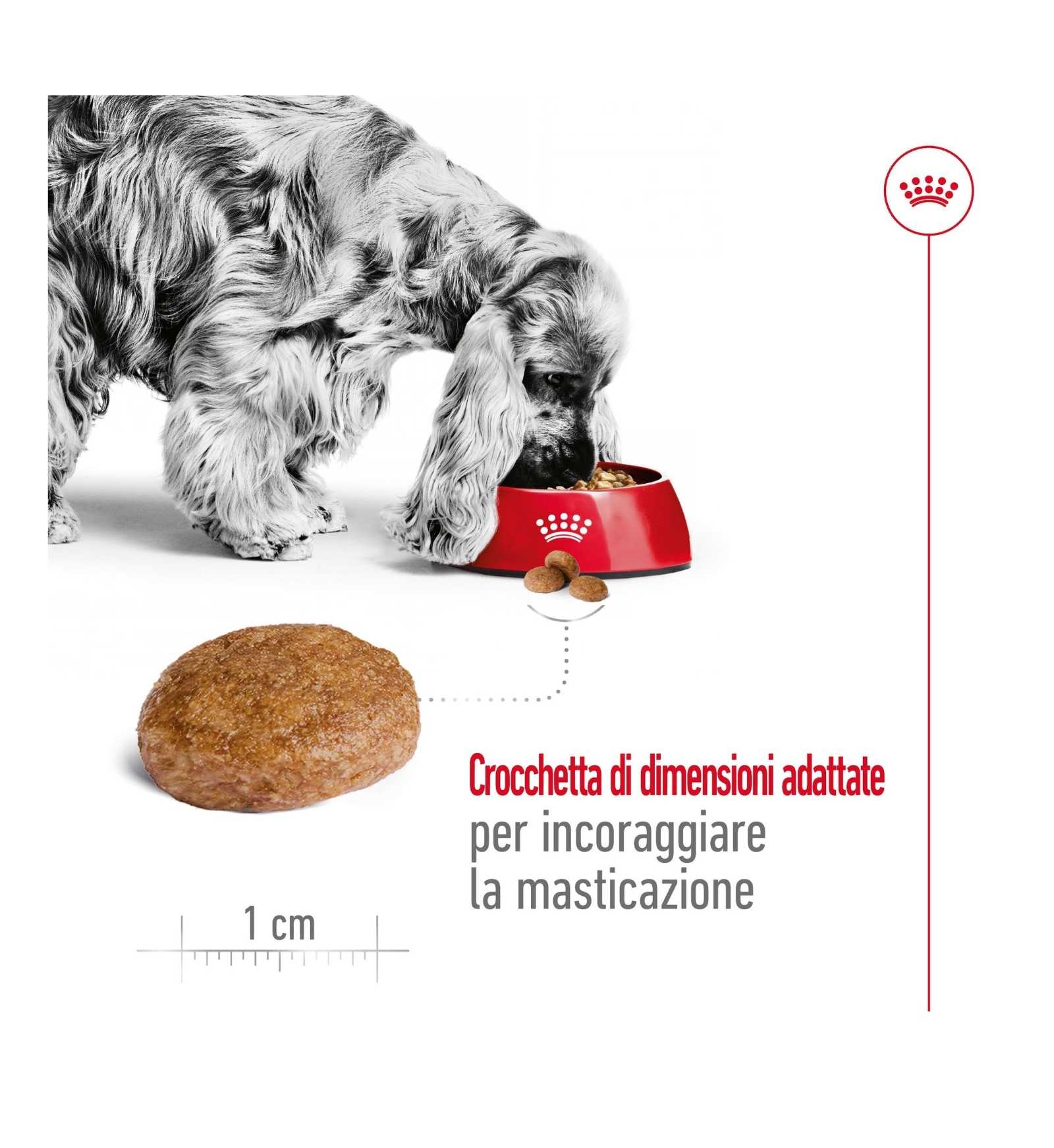 ROYAL CANIN CANE ADULT MEDIUM 7+
