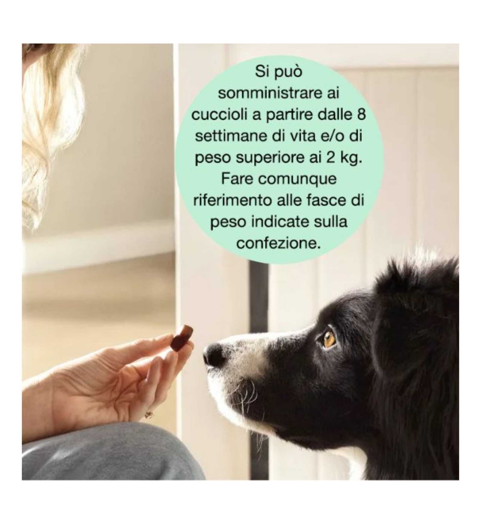 FRONTPRO ANTIPARASSITARIO PER CANI DA 4-10 KG COMPRESSE MASTICABILI 3 PZ