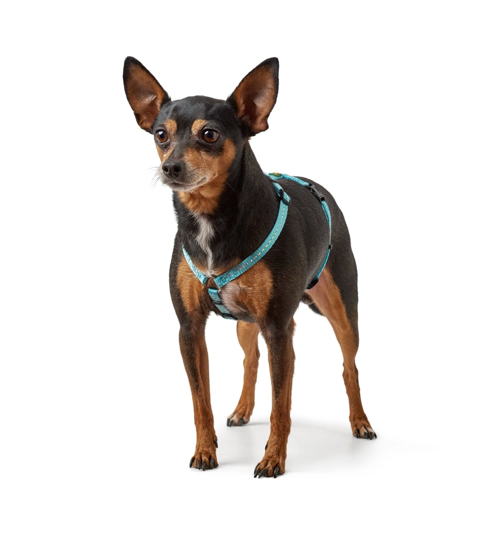 HUNTER CANE PETTORINA TRIPOLI IN NYLON S RIFLETTENTE AZZURRO CHIARO