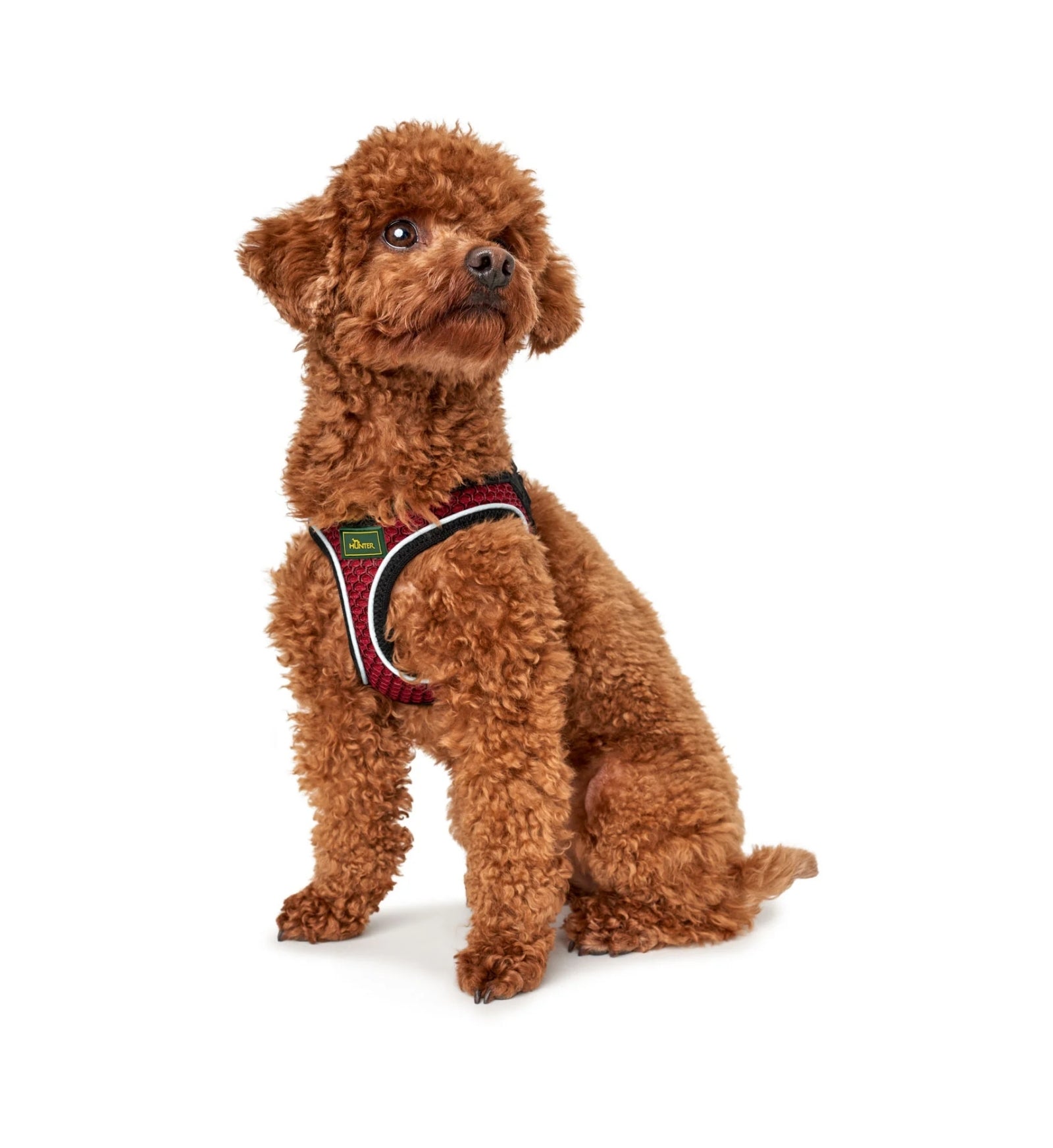HUNTER CANE PETTORINA HILO COMFORT MISURA S COLORE ROSSO