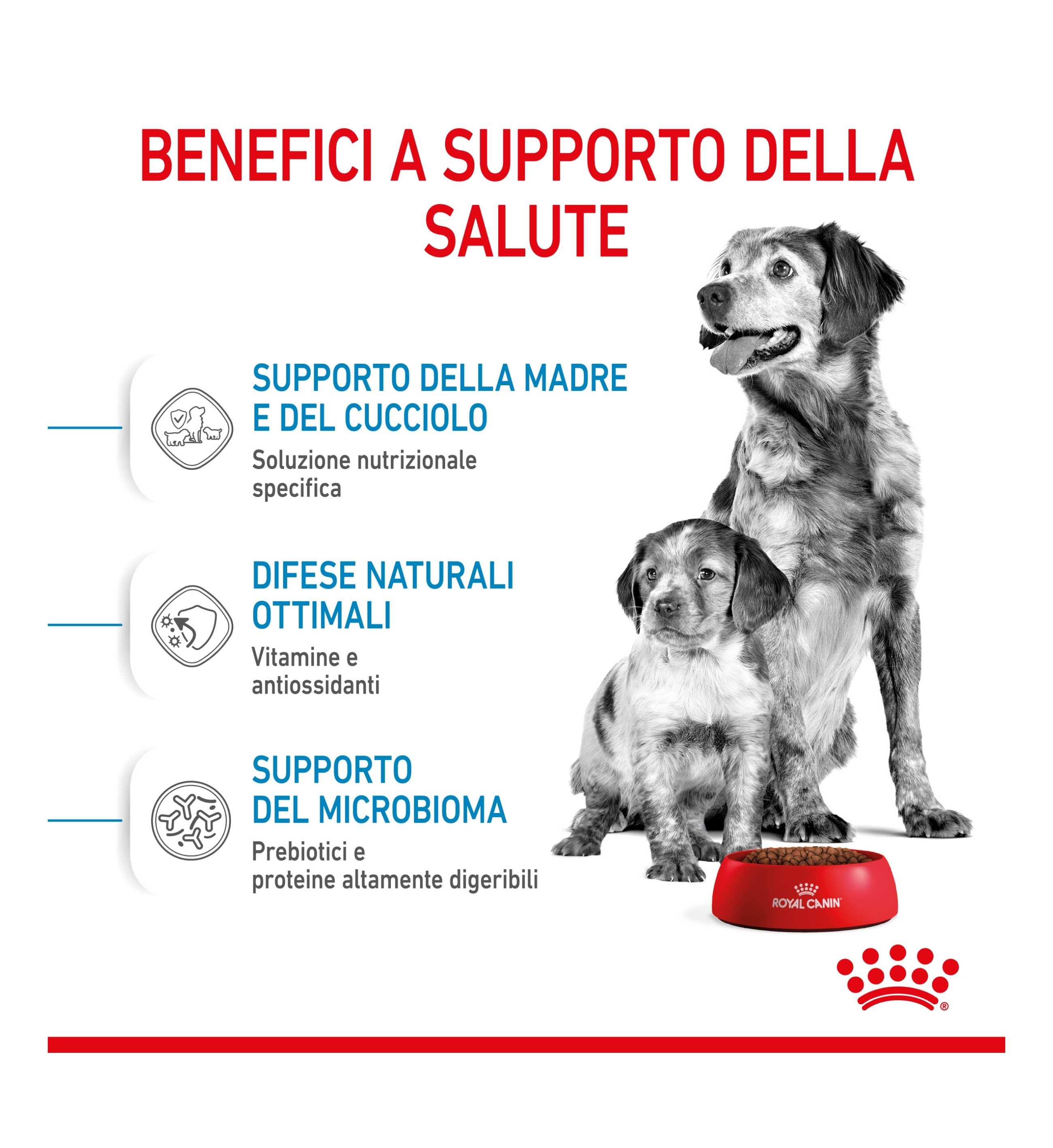 ROYAL CANIN CANE STARTER MEDIUM MOTHER & BABY