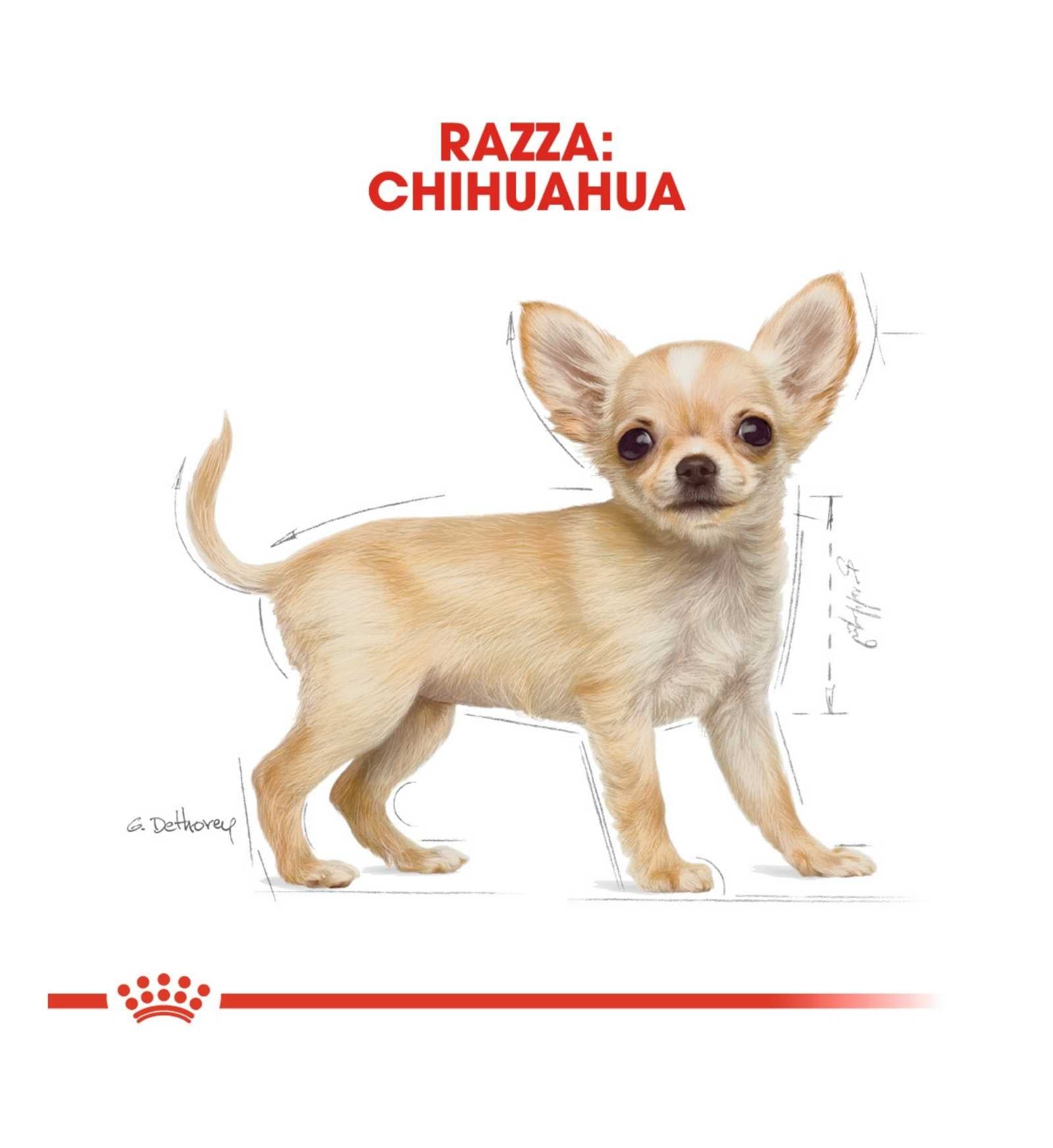 ROYAL CANIN CANE BREED CHIHUAHUA PUPPY