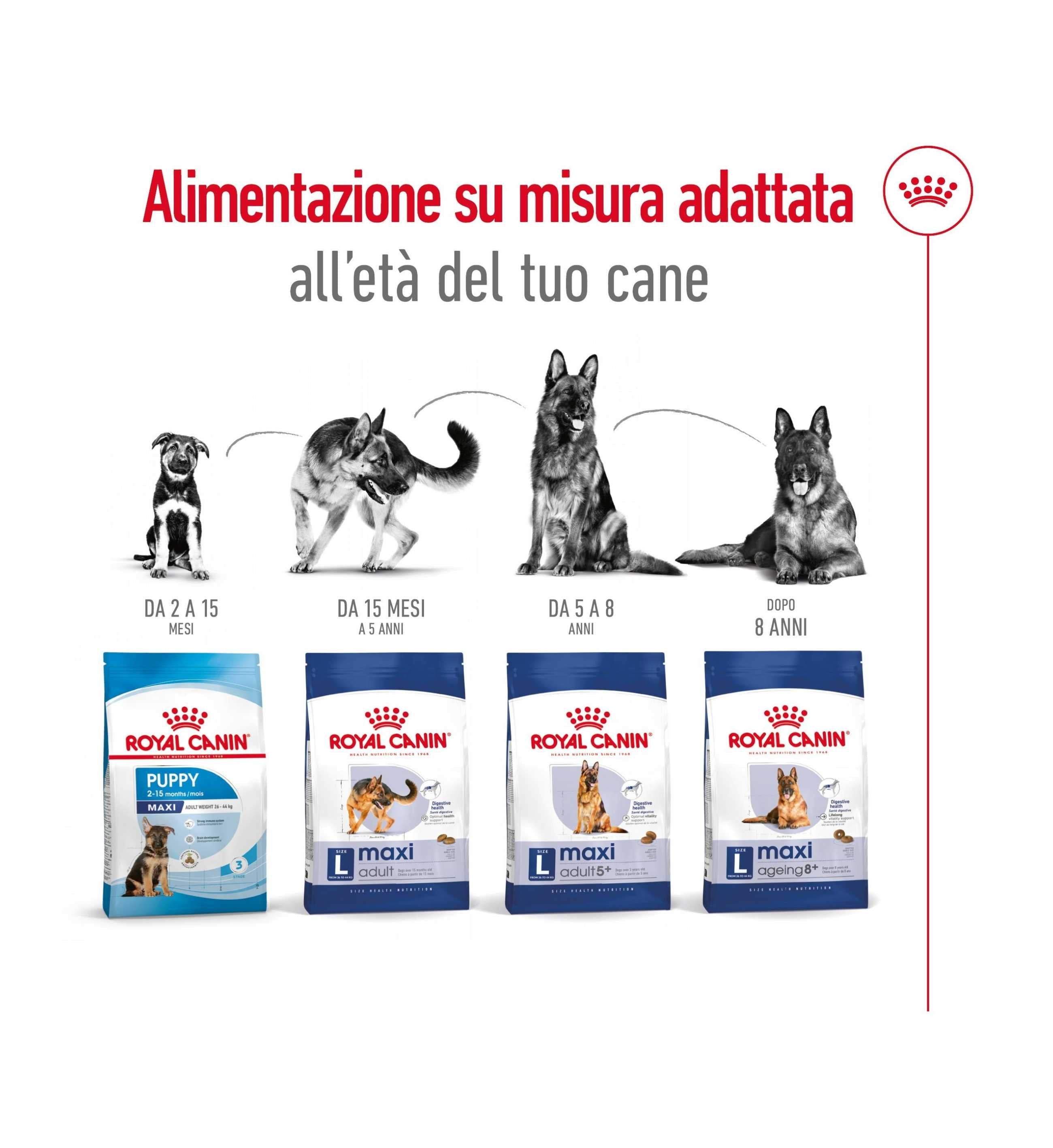 ROYAL CANIN CANE AGEING 8+ MAXI DA 15 KG