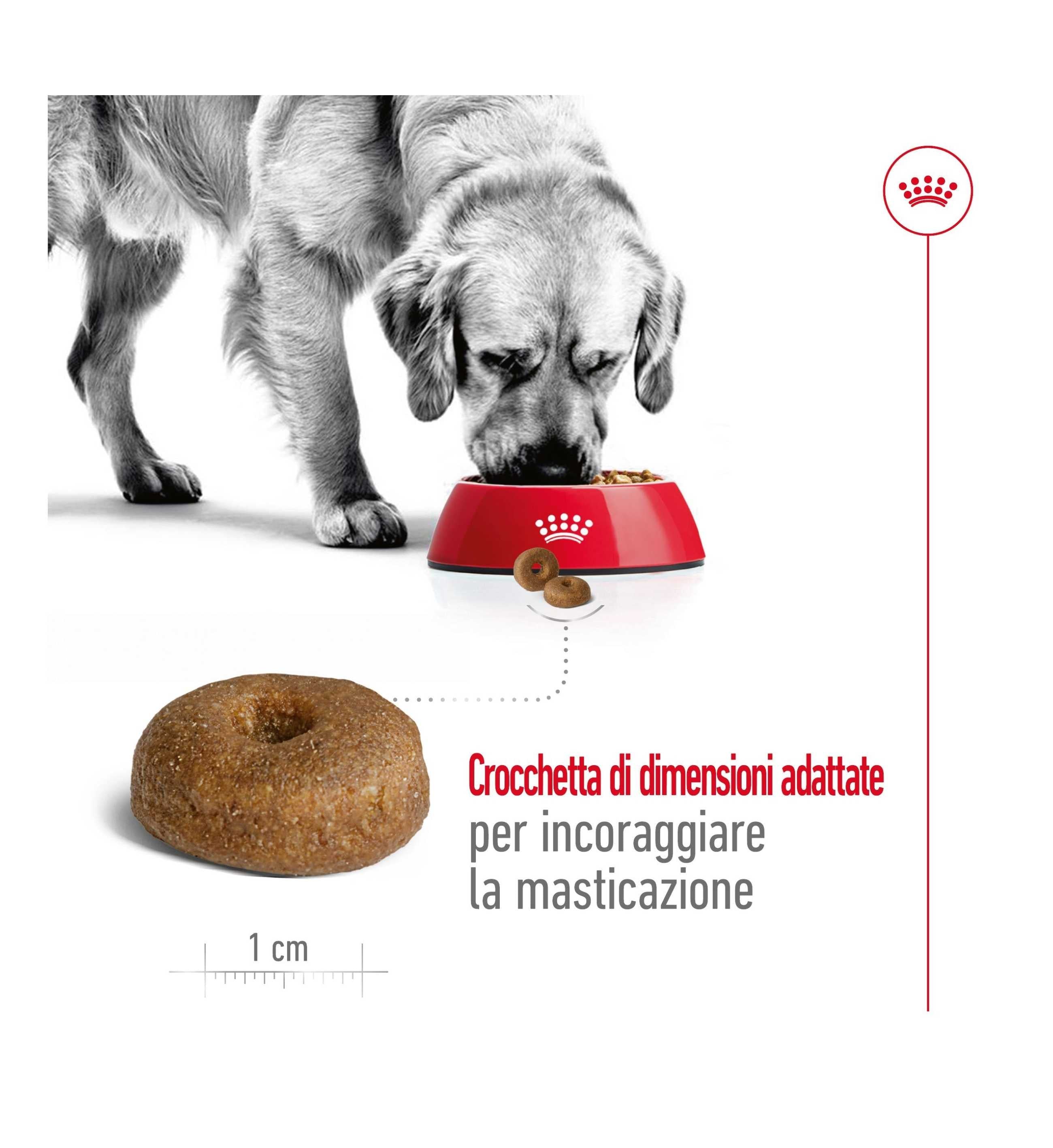 ROYAL CANIN CANE AGEING 8+ MAXI DA 15 KG