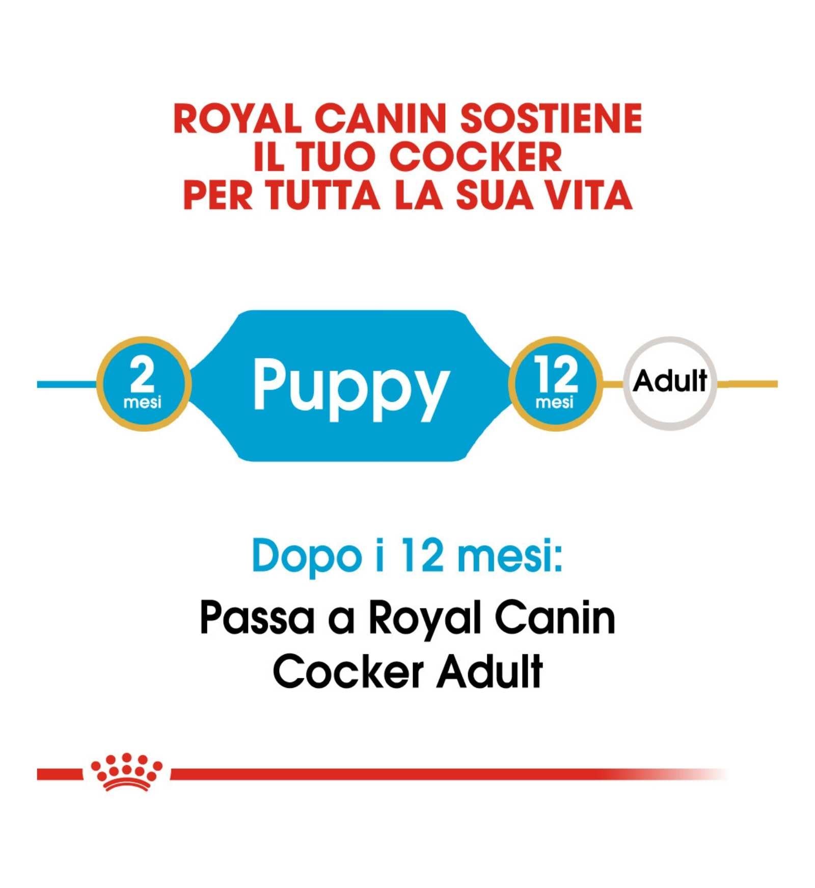 ROYAL CANIN CANE BREED COCKER JUNIOR DA 3 KG