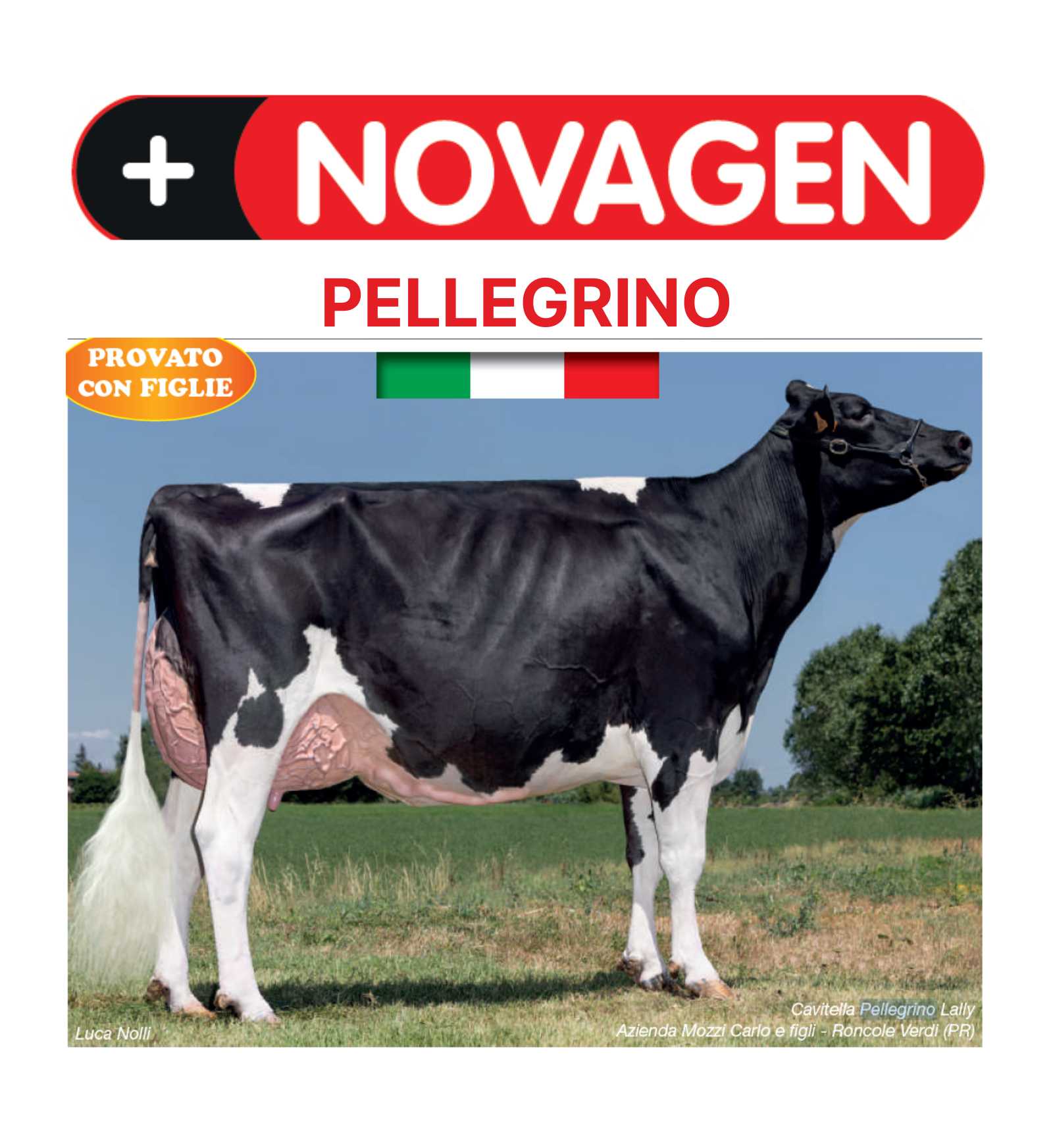FRISONPELLEGRINSEXNO_1__Server-Mago_Mago4_Custom_Companies_ZOOEXPERT_SRL_Applications_ERP_Items_Files_Images_AllUsers_PELLEGRINSEXNO_01.jpg FRISONPELLEGRINSEXNO picture