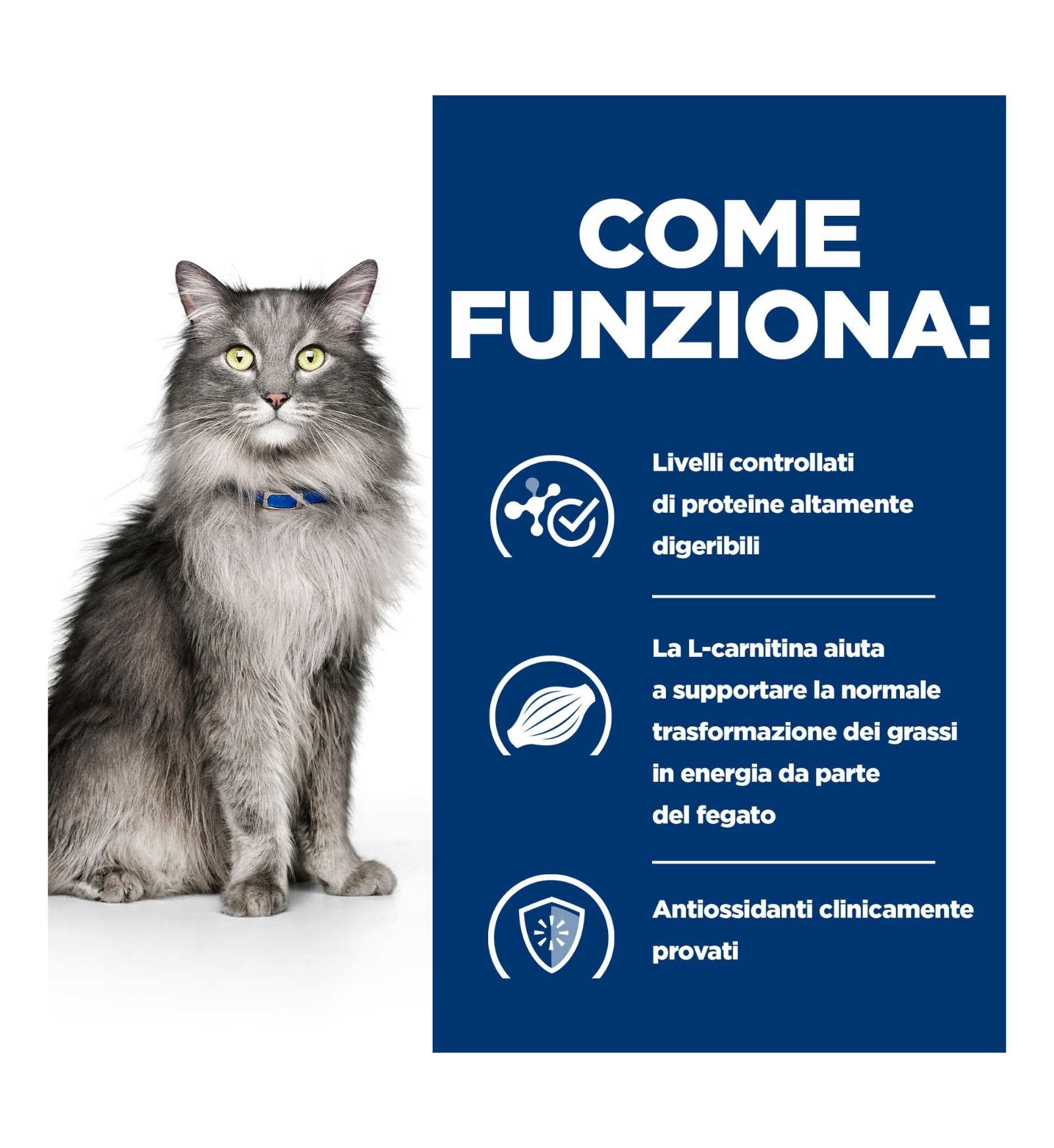 HILLS20056240_17_Image.erp.items.images.605968_17.jpg HILLS20056240 picture