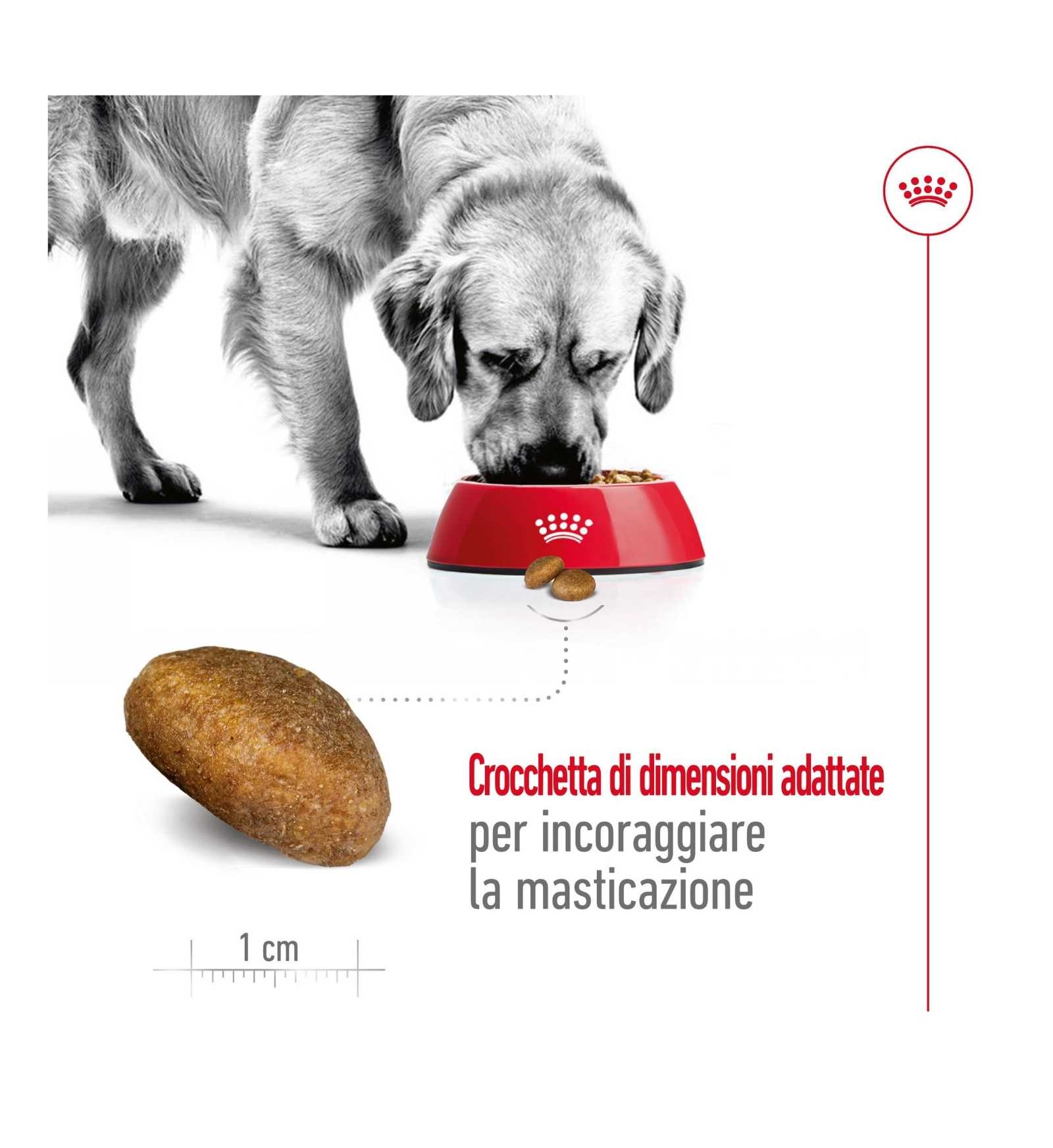 ROYAL CANIN CANE ADULT MAXI