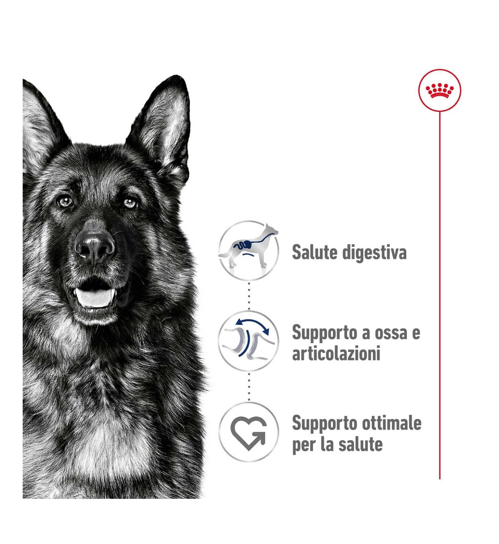 ROYAL CANIN CANE ADULT MAXI