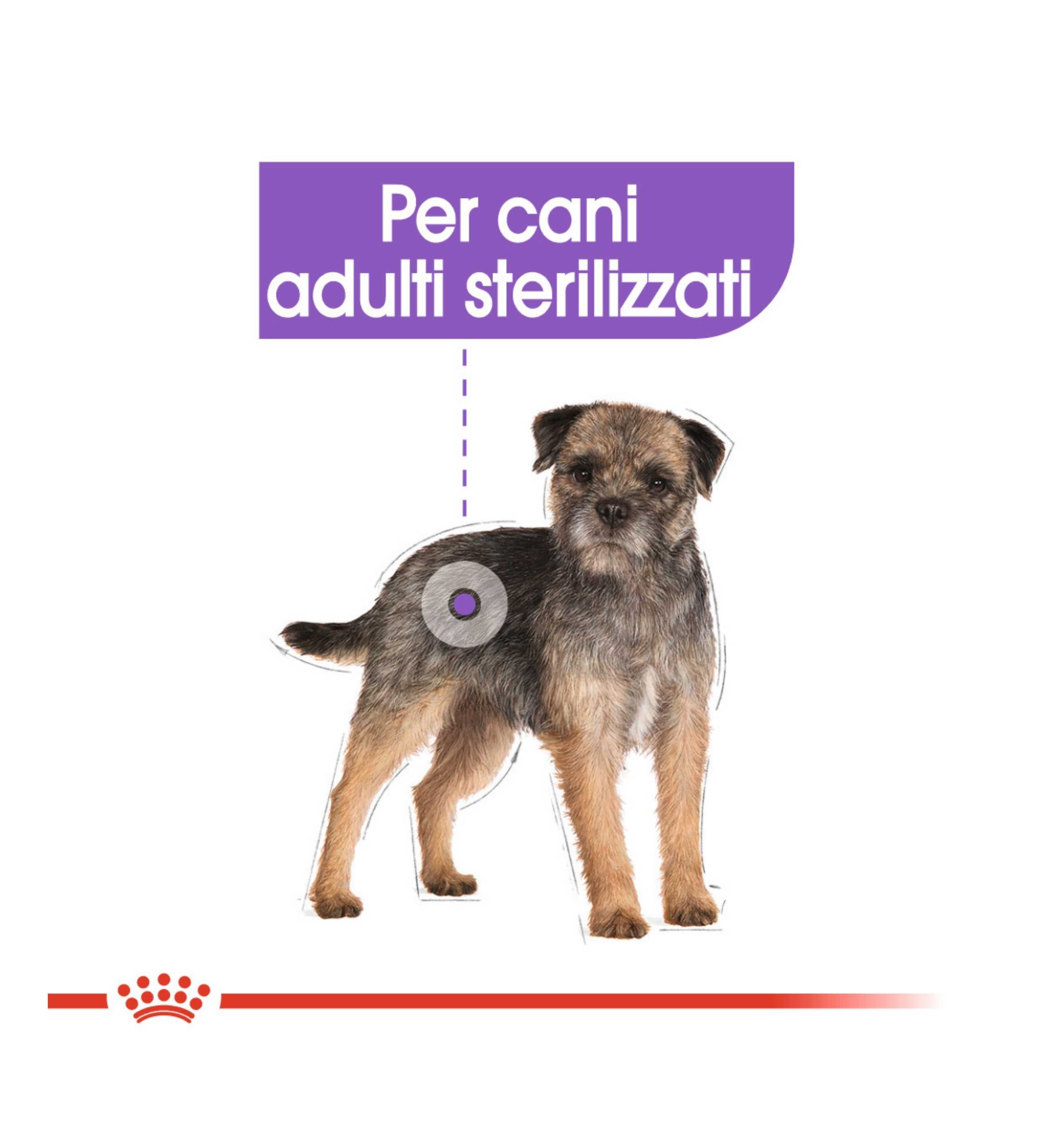 ROYAL CANIN CANE MINI STERILISED