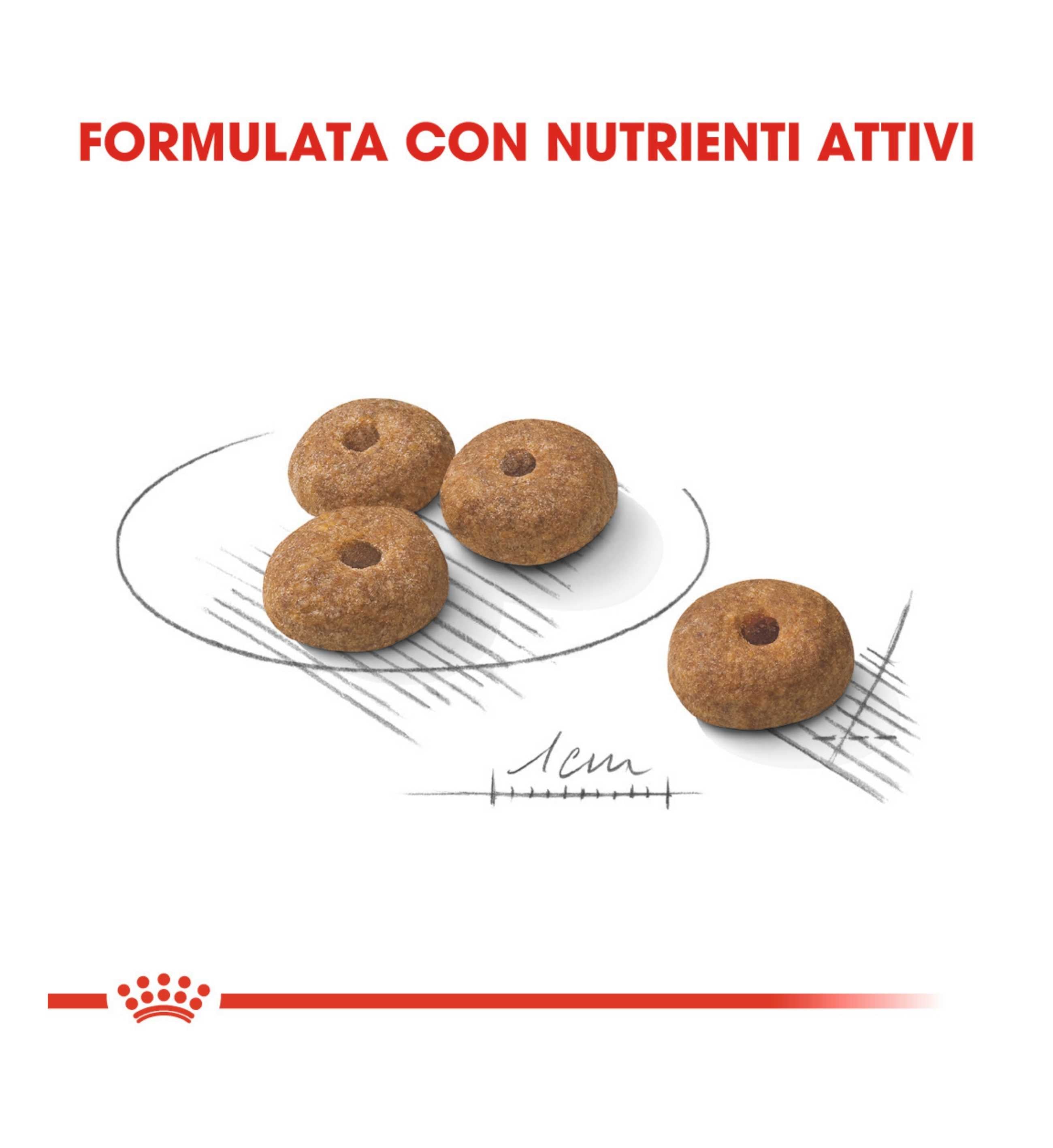 ROYAL CANIN CANE MINI STERILISED