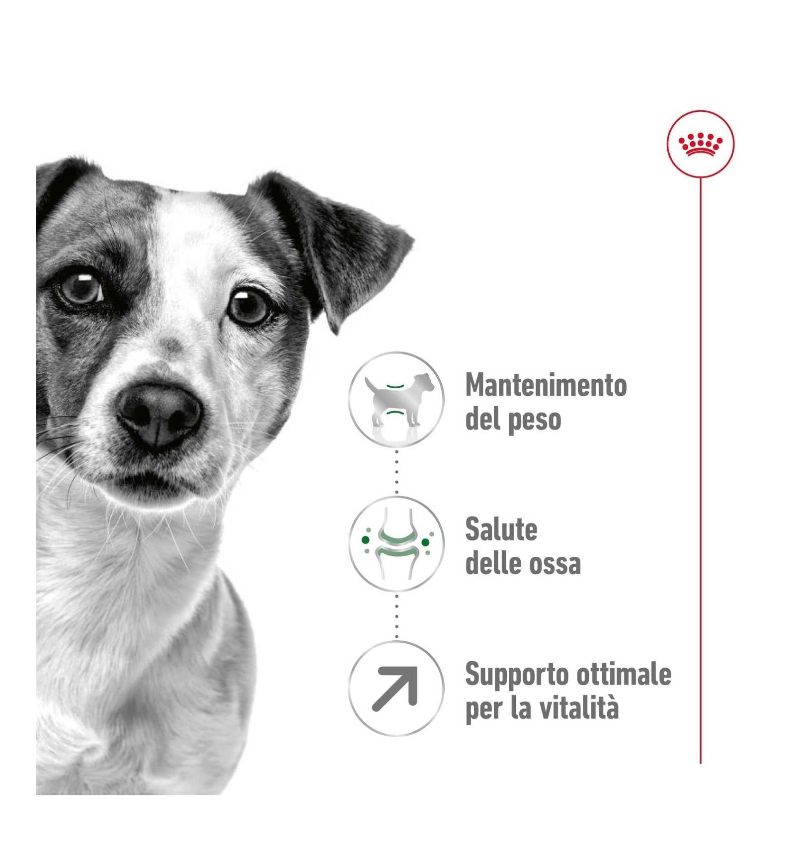 ROYAL CANIN CANE ADULT MINI 8 +