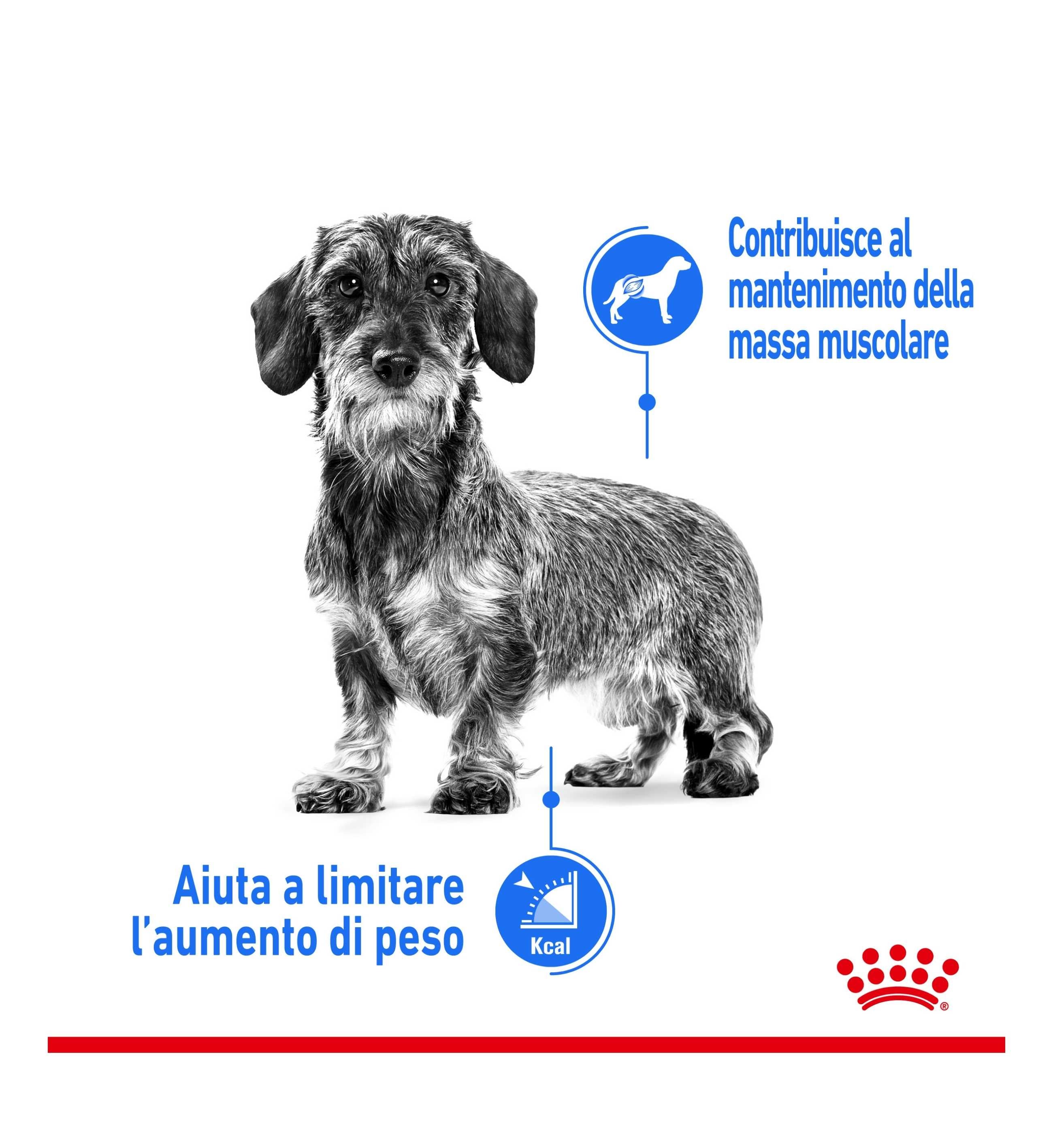 ROYAL CANIN CANE MINI LIGHT WEIGHT CARE
