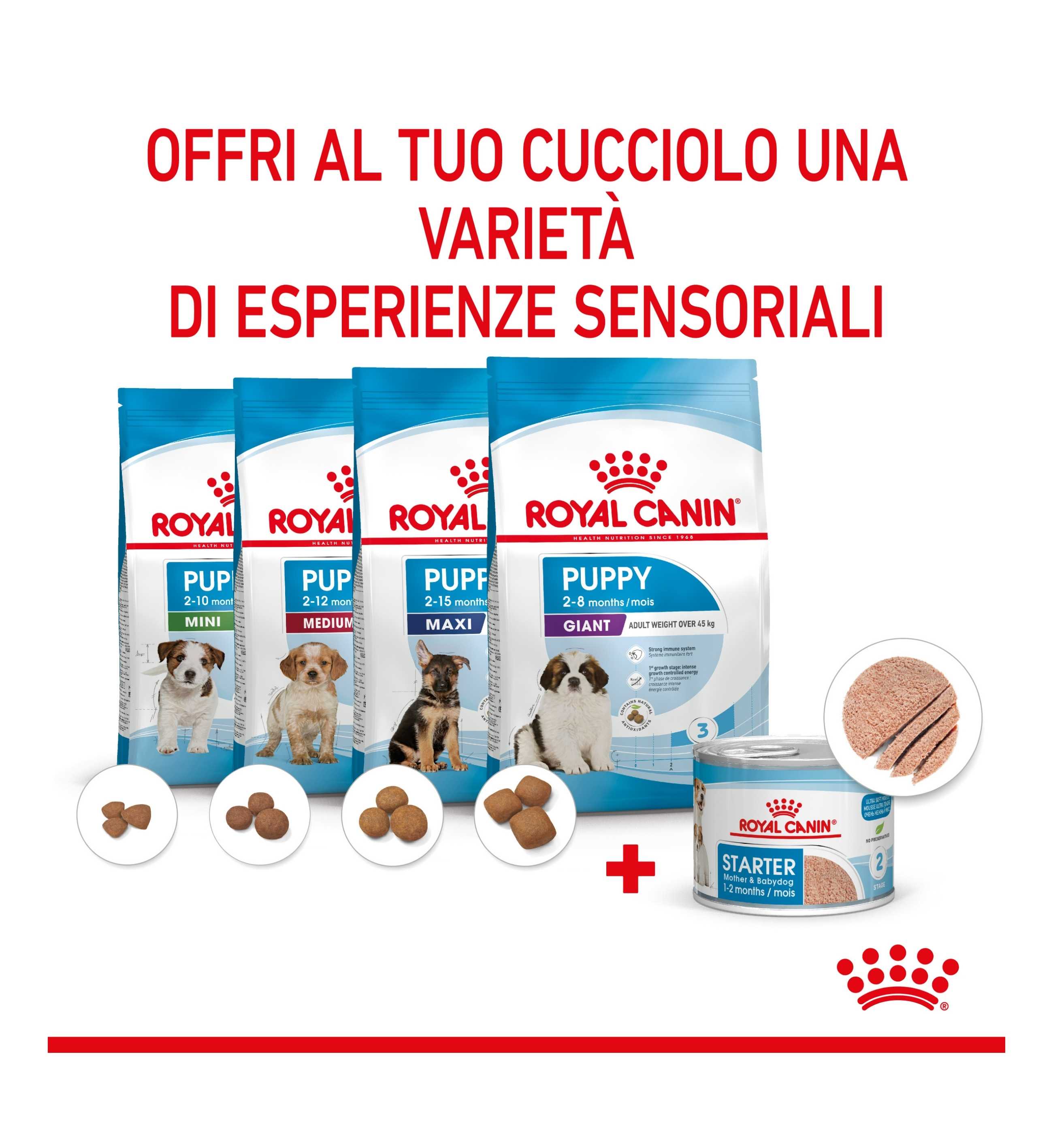 TODISC6023_8__Server-Mago_Mago4_Custom_Companies_ZOOEXPERT_SRL_Applications_ERP_Items_Files_Images_AllUsers_6085_39.jpg TODISC6023 picture