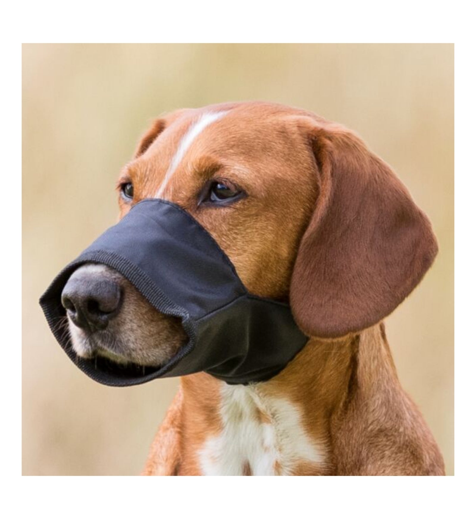 TRIXIETX1925_1_Image.erp.items.images.TX1925_01.jpg TRIXIETX1925 picture